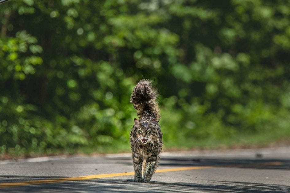 Church in Pet Sematary