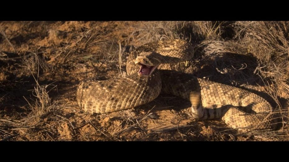 Rattlesnake image for the review on Mother of Movies