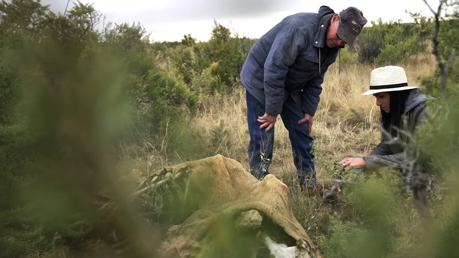On the Trail of UFOs Cow Mutilation phenomenon