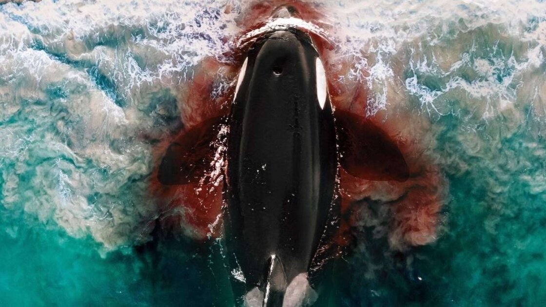  Killer Whale 2026 movie poster featuring orca and survival thriller elements
